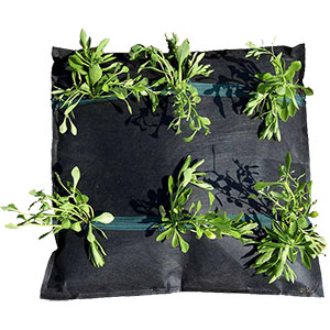 常緑キリンソウ袋方式は保水性にすぐれています。