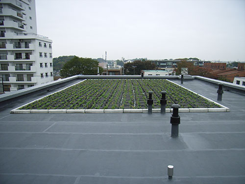 屋上緑化常緑キリンソウ袋方式の植栽後