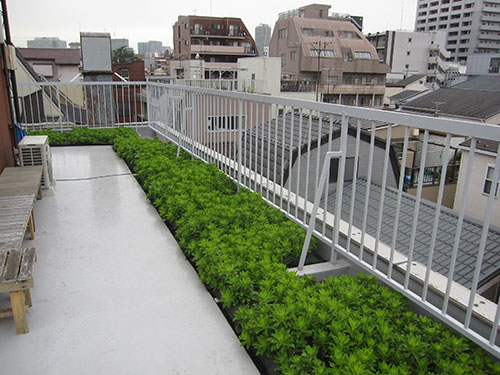 屋上緑化常緑キリンソウ袋方式の成長後