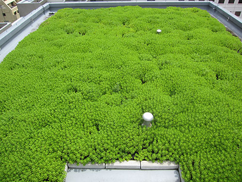 屋上緑化-陸屋根施工例-常緑キリンソウ袋方式