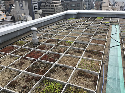 枯れたセダムの屋上緑化システム